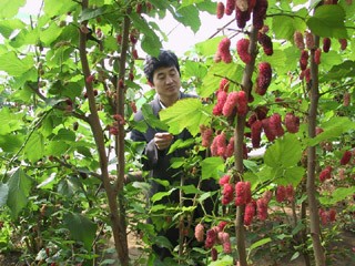 供应海宁果桑苗